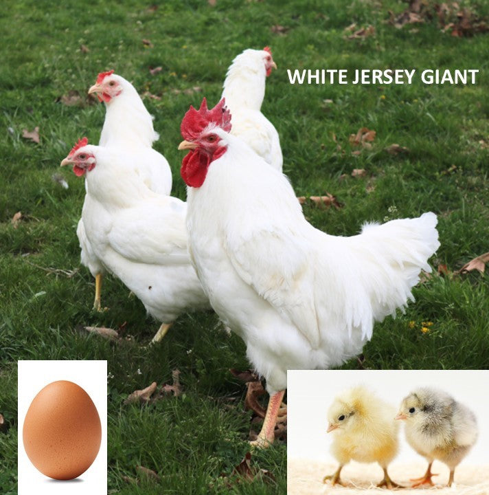 White Jersey Giant (Chick/Female/Pullet) – Polaris Hatchery