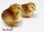 Buckeye (Chick/Females)