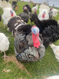 Broad Breasted Bronze (Turkey/Poult/Straight Run)