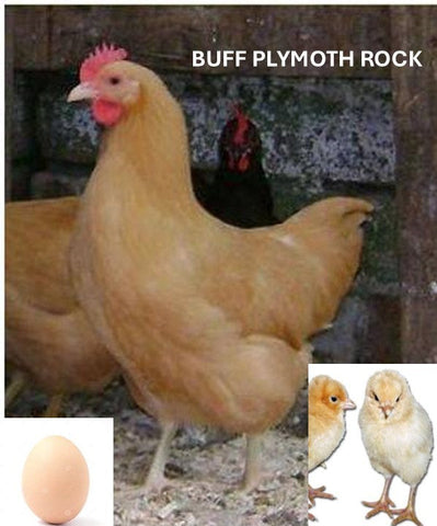 Buff Rock (Chick/Female/Pullet)