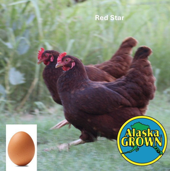 Red Star - Pullets/Females - 16 Weeks – Polaris Hatchery