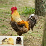 Random Roosters (Chick/Male/Cockerel)
