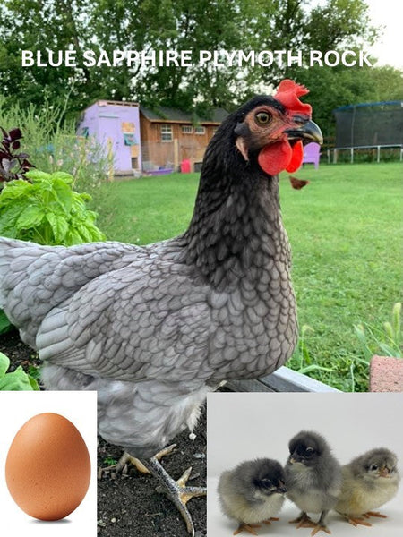Blue Sapphire Plymouth Rock (Chick/Female/Pullet) – Polaris Hatchery