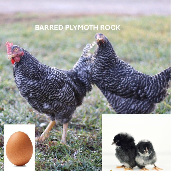 2025_Barred_Rock_5169e96d-fd54
