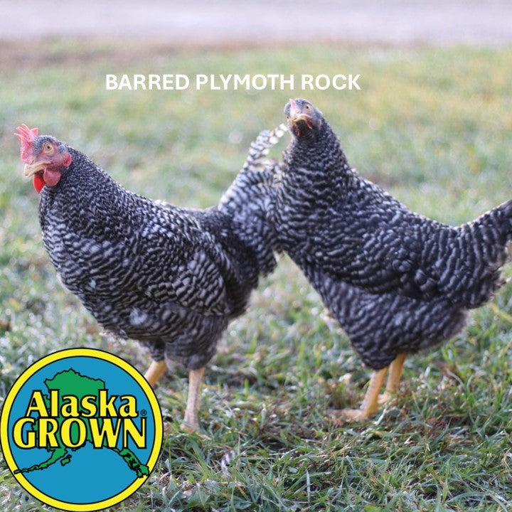 Mature Chickens Hens/Pullets & Meat Birds – Polaris Hatchery