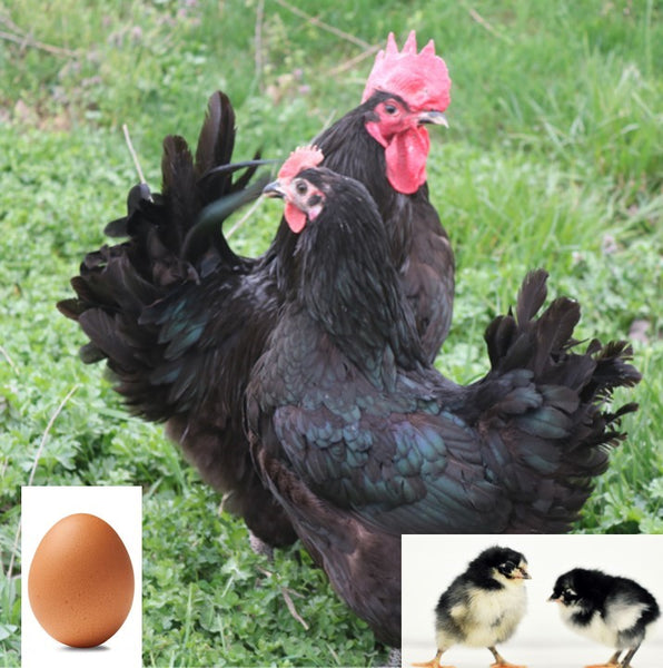 Hatching Eggs Blue Jersey Chicken Backyard Chickens Black Jersey