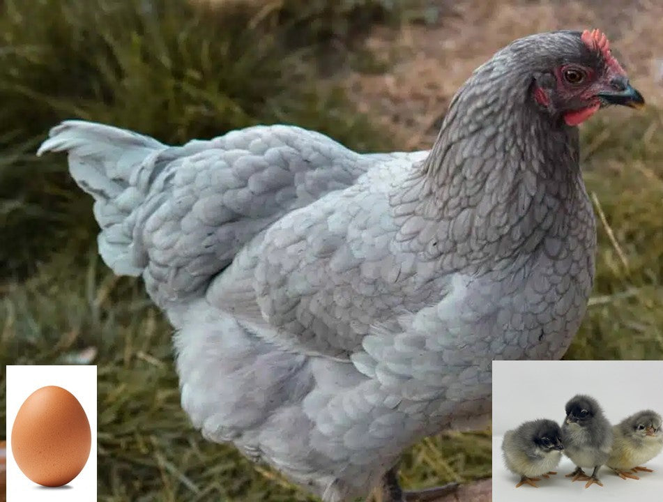 Blue Ridge Chick Blue Jersey Giant (Chick/Female/Pullet) – Polaris Hatchery