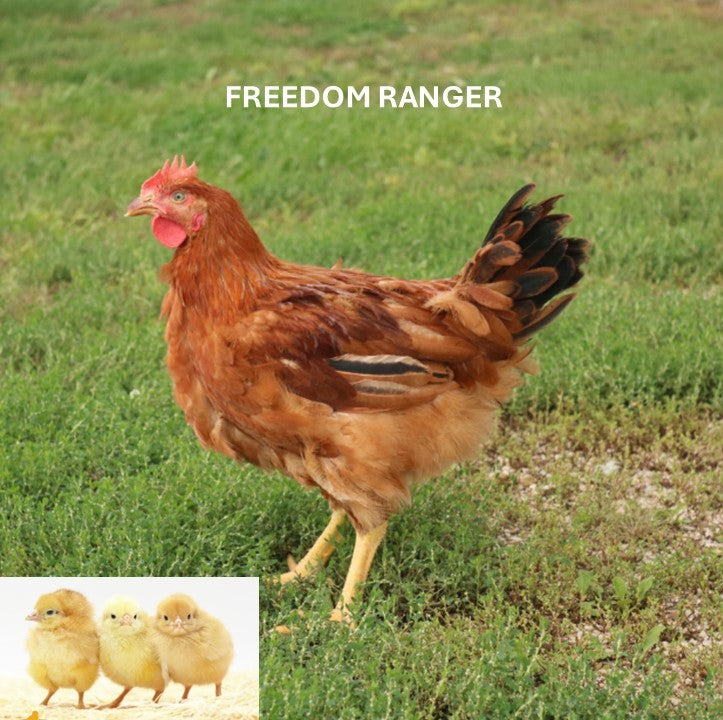Freedom Ranger (Chick/Straight Run) – Polaris Hatchery