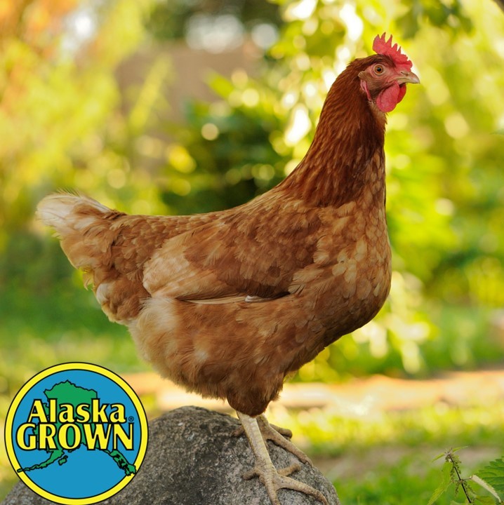 Golden Comet Pullet