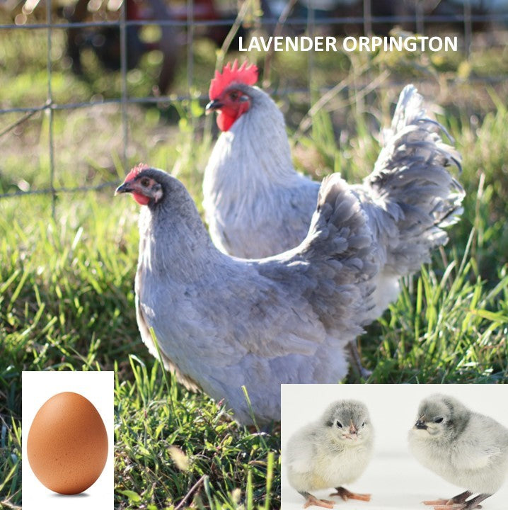Lavender Orpington (Chick/Female/Pullet) Polaris Hatchery(02)