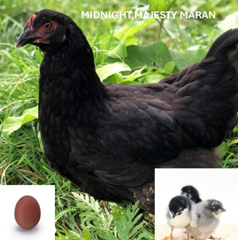 Midnight Majesty Maran (Dominant Copper) (Chick/Female/Pullet)