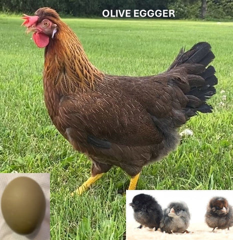 Olive Egger (Chick/Female/Pullet)