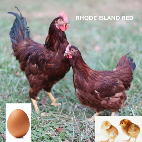Rhode Island Red (Chick/Male/Cockerel) – Polaris Hatchery