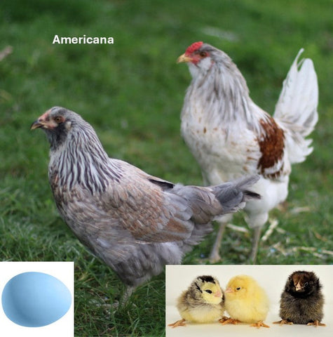 Male Chicks - Cockerels/Roosters – Polaris Hatchery