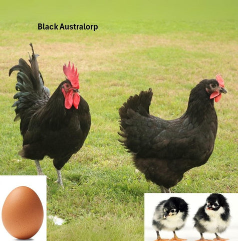 Black Australorp (Chick/Female/Pullet)
