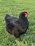 Dominant Copper (Chick/Females)
