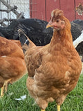 ColorPack Egg Layer (Chick/Females)