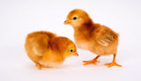 Alaska Grown Pullets/Females - 16 week Old - Rhode Island Red