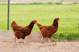 Alaska Grown Pullets/Females - 16 week Old - Rhode Island Red