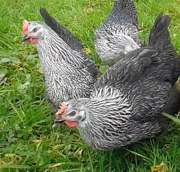 Alaska Grown Pullets/Females - 16 weeks Old - Silver Laced Sussex