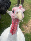 Broad Breasted White (Turkey/Poult/Straight Run)