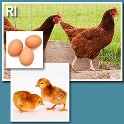 Alaska Grown Pullets/Females - 22 week Old - Rhode Island Red  - September 2023
