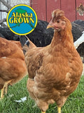 Alaska Grown Pullets/Females - 16 week Old - Color Pack Layer