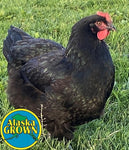 Alaska Grown Pullets/Females - 16 weeks Old - Dominant Copper