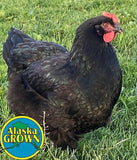 Alaska Grown Pullets/Females - 16 weeks Old - Dominant Copper