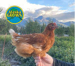 Alaska Grown Pullets/Females - 16 week - NOVOgen Brown