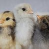 Ameraucana  (Chicks/Females)