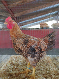 ColorPack (Chick/Males/Rooster)