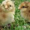 Bielefelder  (Chicks/Females)