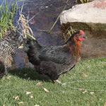 Black Sex Link  (Chicks/Females)