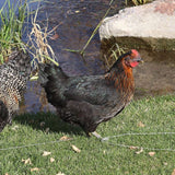 Black Sex Link  (Chicks/Females)