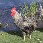 Black Sex Link  (Chicks/Females)