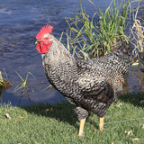 Black Sex Link  (Chicks/Females)