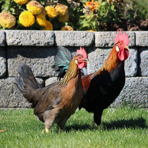 Brown Leghorn  (Chicks/Females)