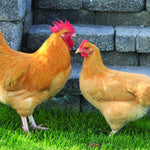 Buff Orpington  (Chicks/Females)