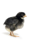 Barred Rock (Chicks/Females)