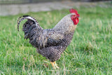 Barred Rock (Chick/Males/Rooster)