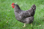 Barred Rock (Chicks/Females)