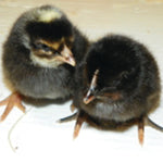 Black Sex Link  (Chicks/Females)