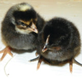 Black Sex Link  (Chicks/Females)