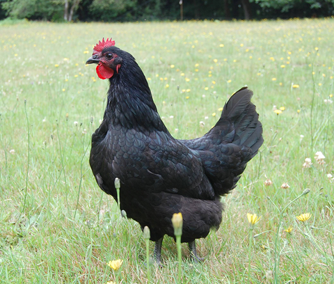 Black Australorp (Chicks/Females)