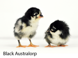 Black Australorp (Chicks/Females)