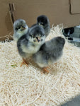 Blue Sapphire Plymouth Rock (Chick/Males/Rooster)