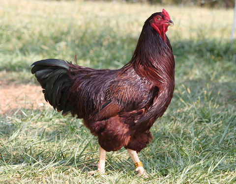 Buckeye (Chick/Females)