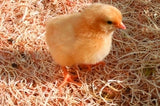 Buff Orpington  (Chicks/Females)