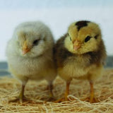 Ameraucana  (Chicks/Females)